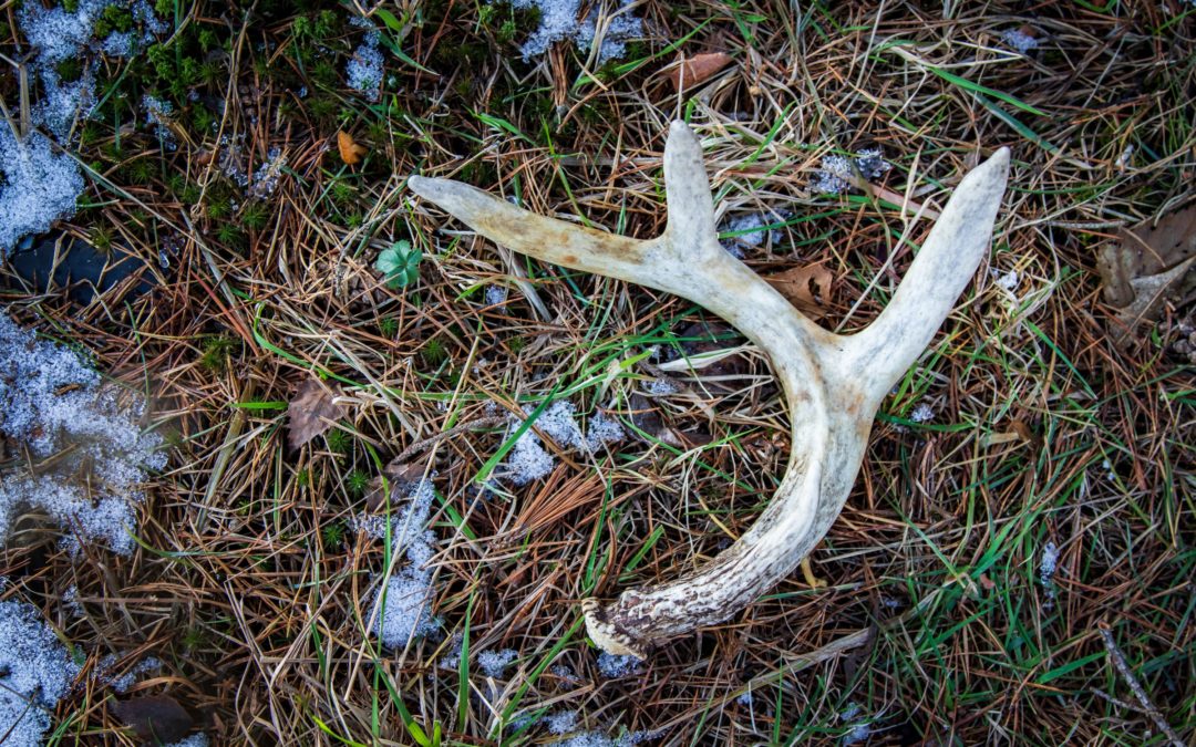 Does Shed Antler Hunting Need To Be Regulated in Canada?